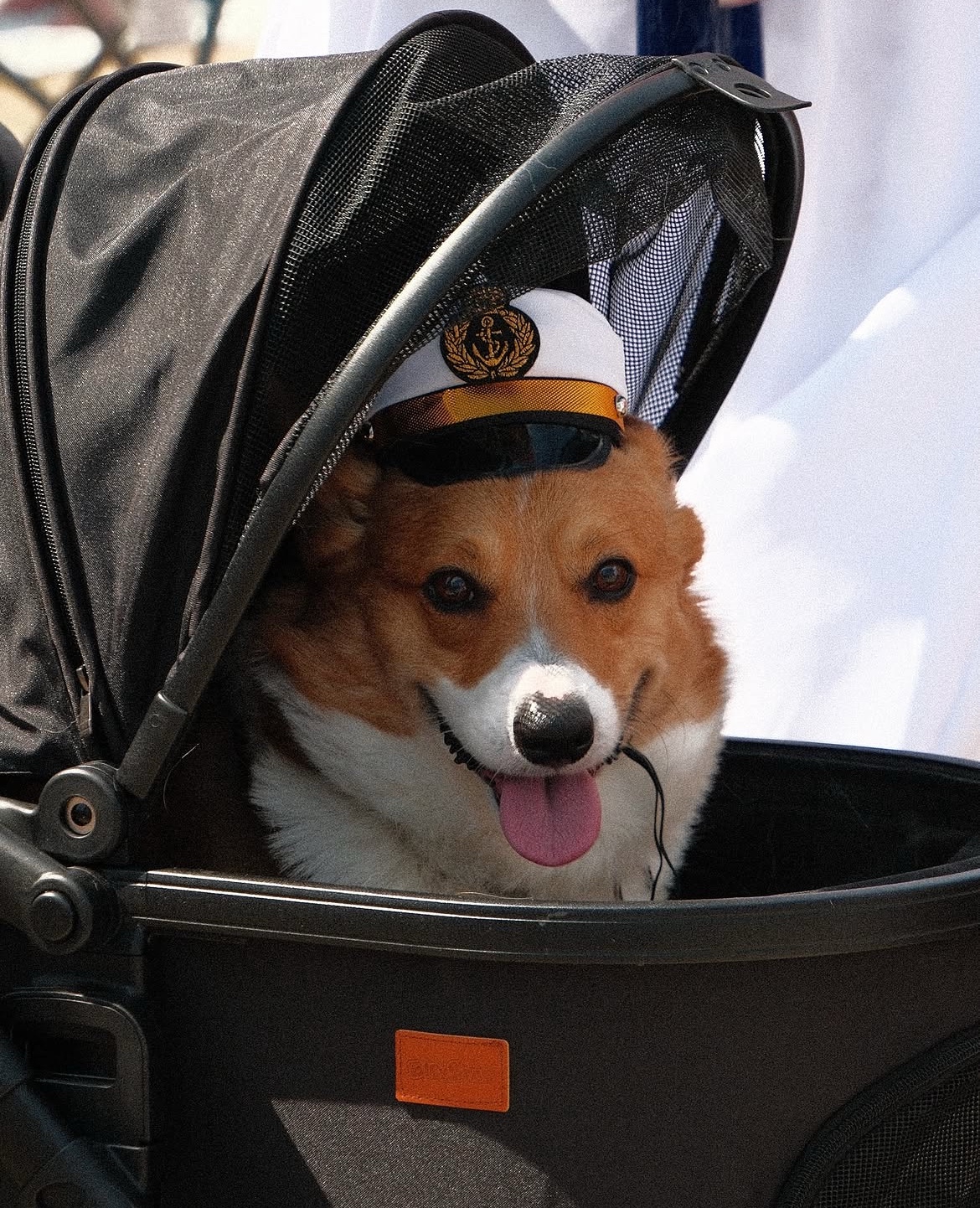 Rocko in stroller wearing his captain hat